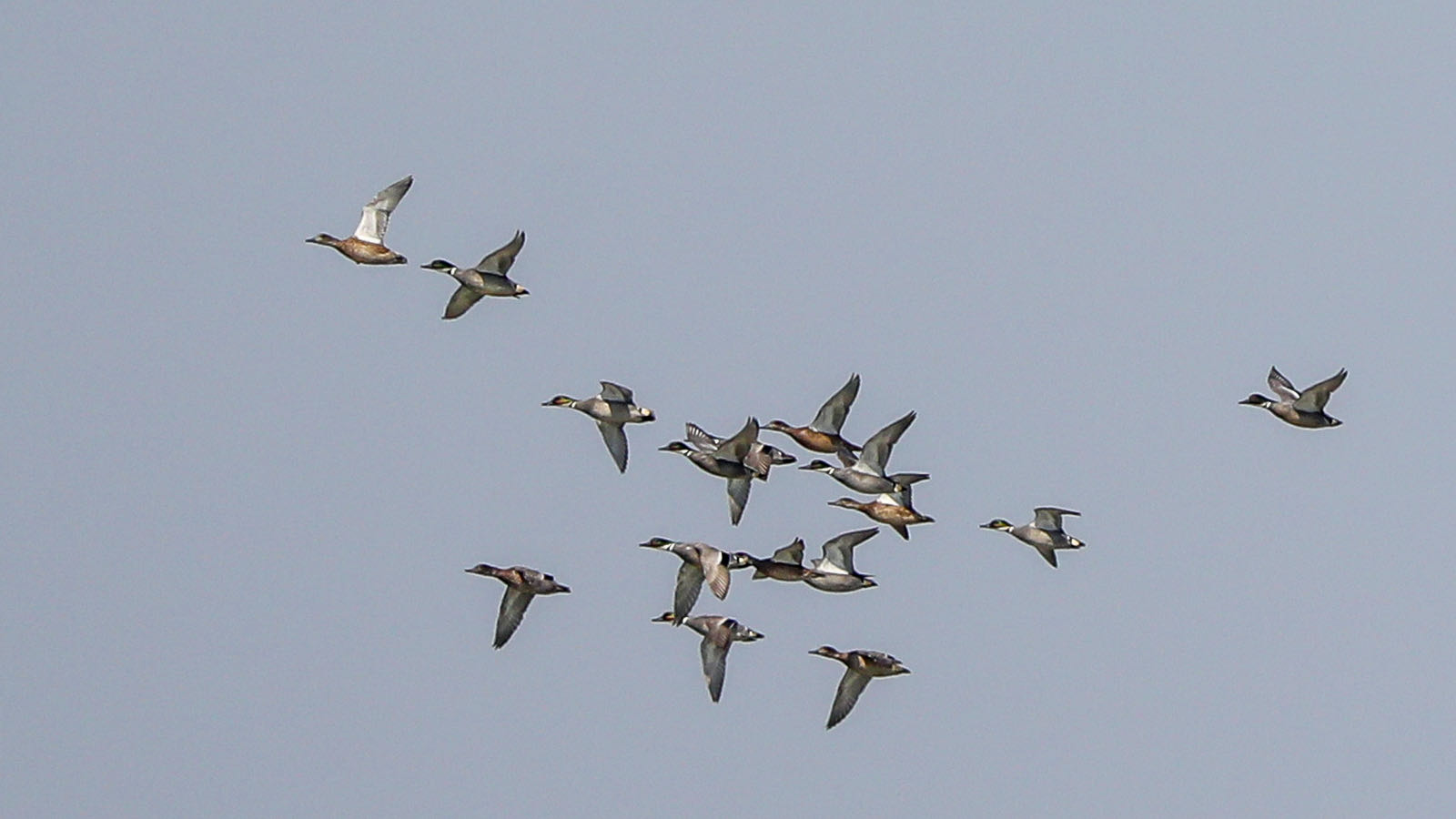 卷羽鹈鹕时隔6年再现武汉沉湖，还有这些冬候鸟也到了