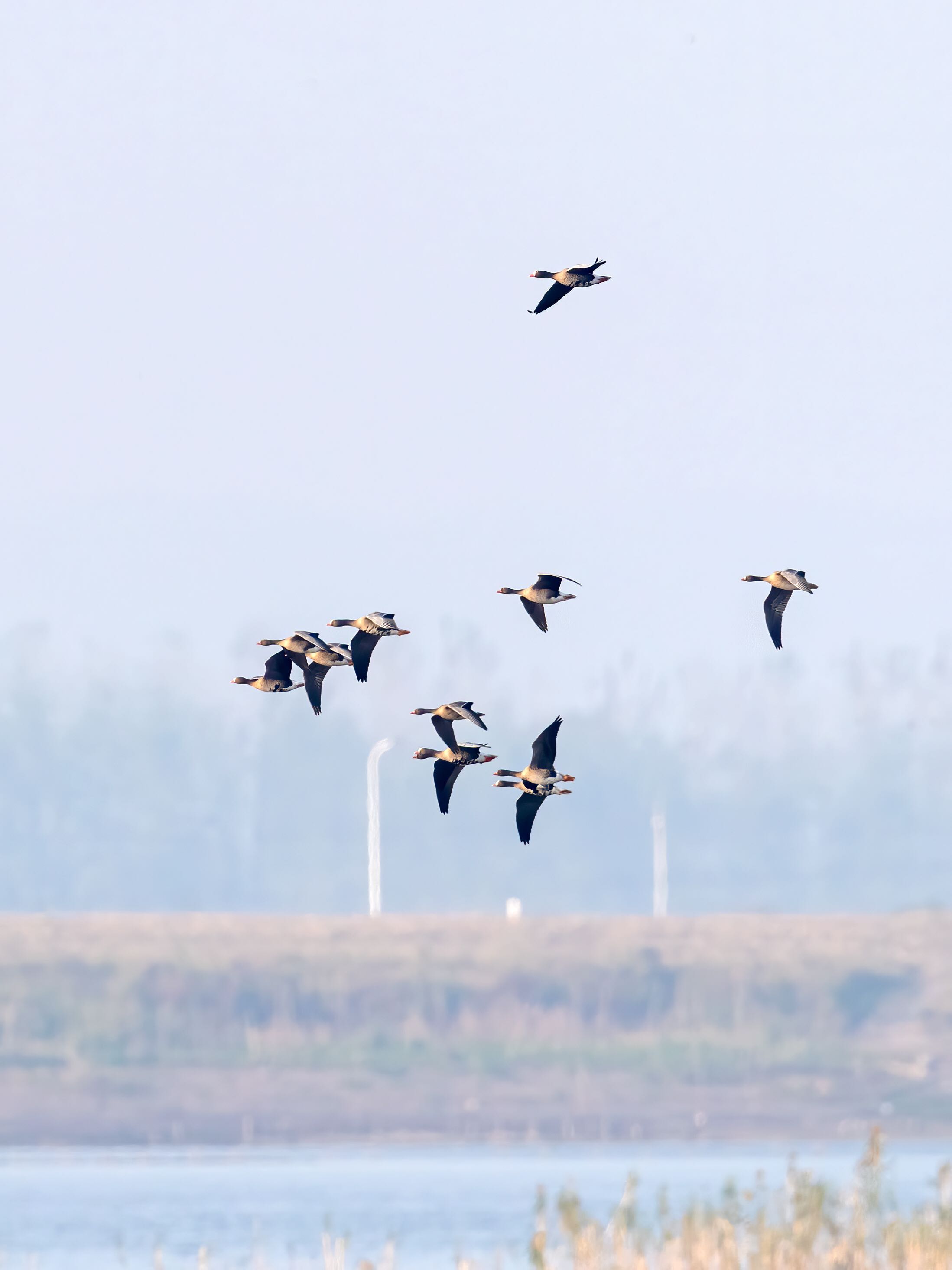 卷羽鹈鹕时隔6年再现武汉沉湖，还有这些冬候鸟也到了