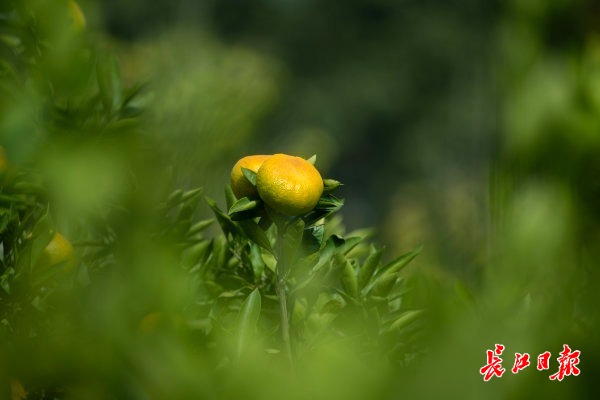 行摄武汉丨柏泉的柑橘丰收啦