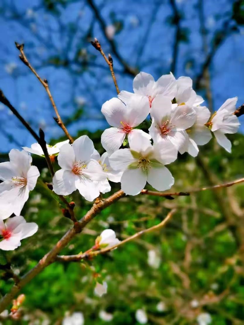 武大的樱花开得好美！春天没看够的现在千万别错过了喔…