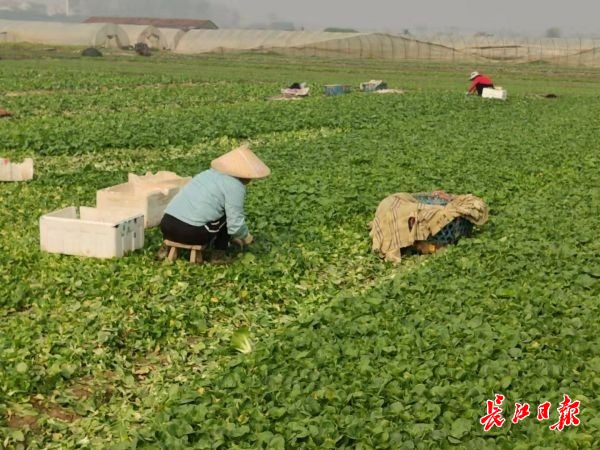 武汉市在园蔬菜和可采收蔬菜充足，价格将平稳下滑