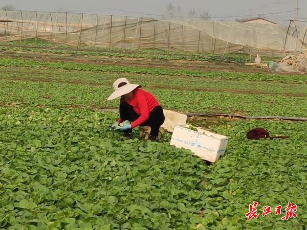 武汉市在园蔬菜和可采收蔬菜充足，价格将平稳下滑
