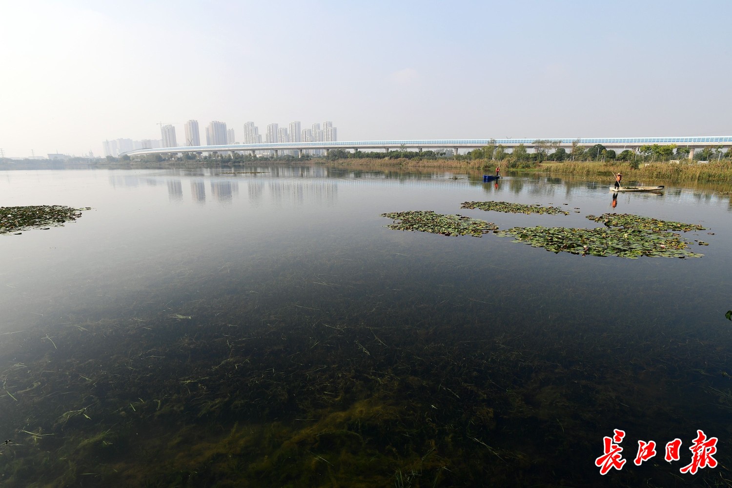 曾经水体黑黢，如今水清岸绿！武汉桂子湖牛海湖变身湿地生态景观