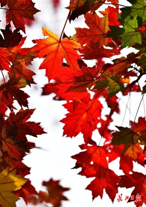 树叶红，秋色浓
