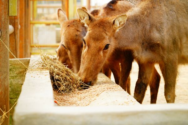 降温前，武汉动物园为草食动物换“食谱”