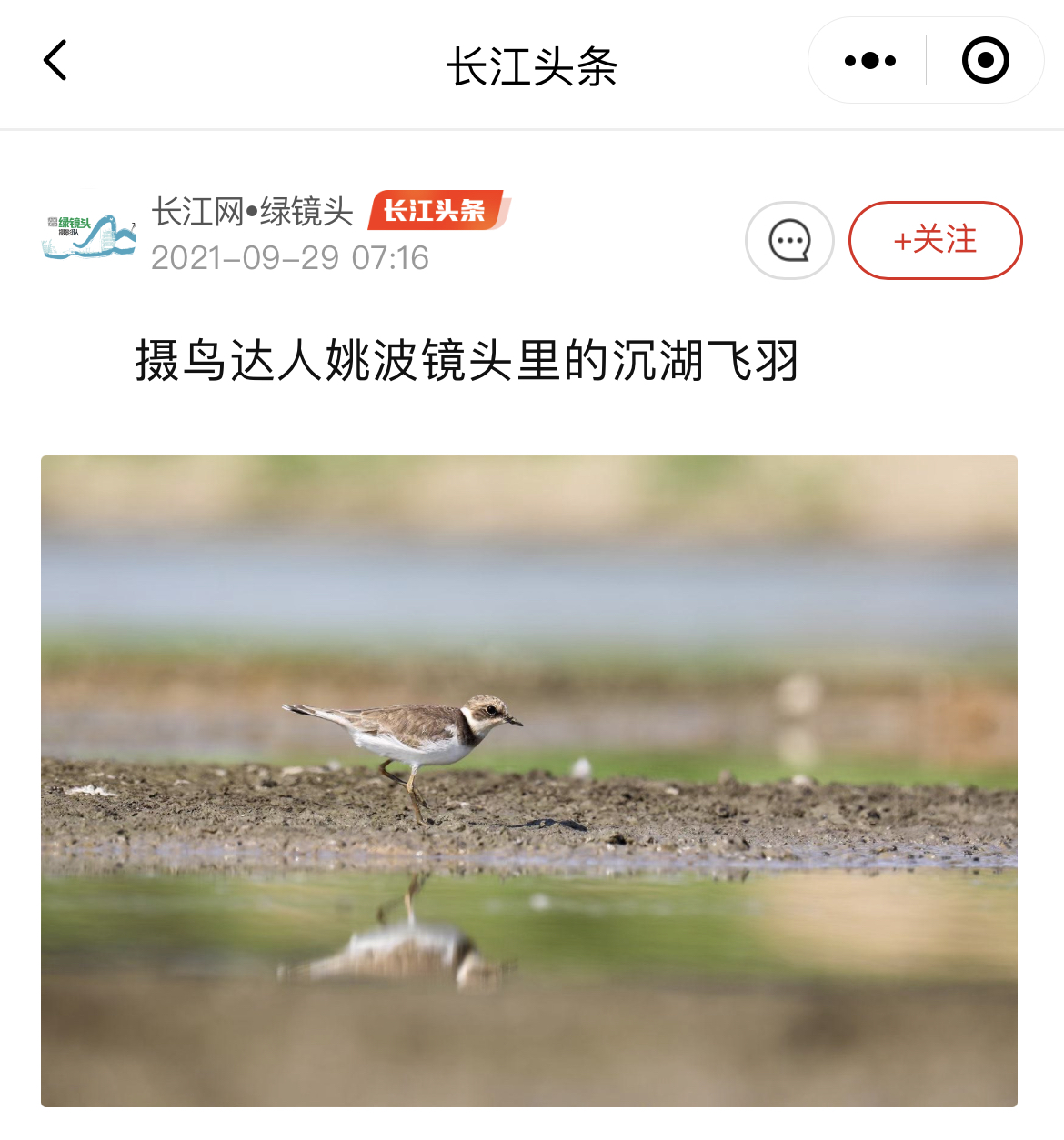 武汉频现珍稀鸟类，爱鸟人士在“长江头条”定格珍贵瞬间
