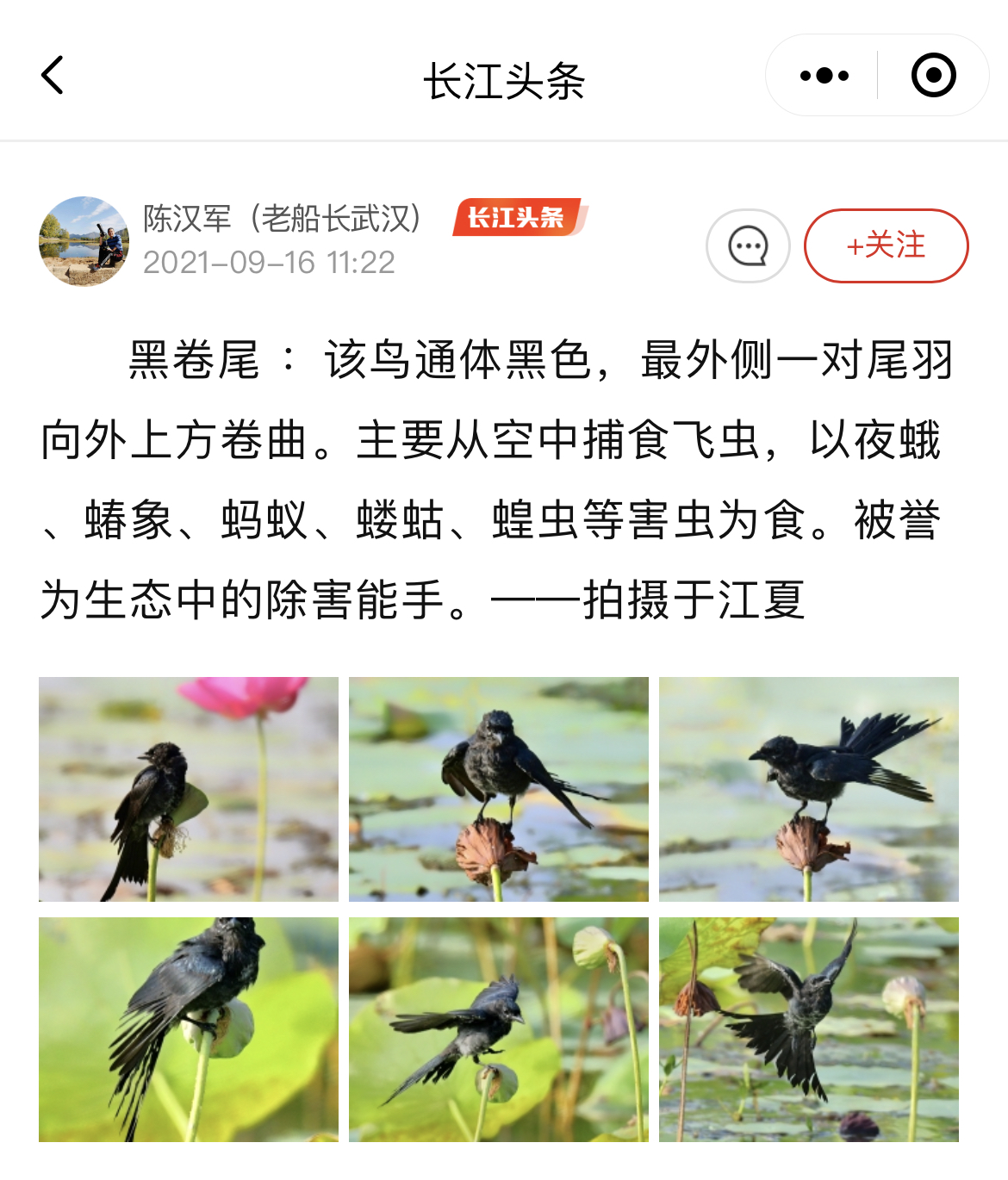 武汉频现珍稀鸟类，爱鸟人士在“长江头条”定格珍贵瞬间