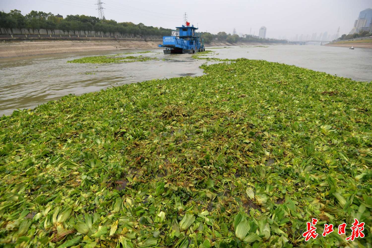 武汉开展两江清漂行动，一天清理400吨“葫芦娃”
