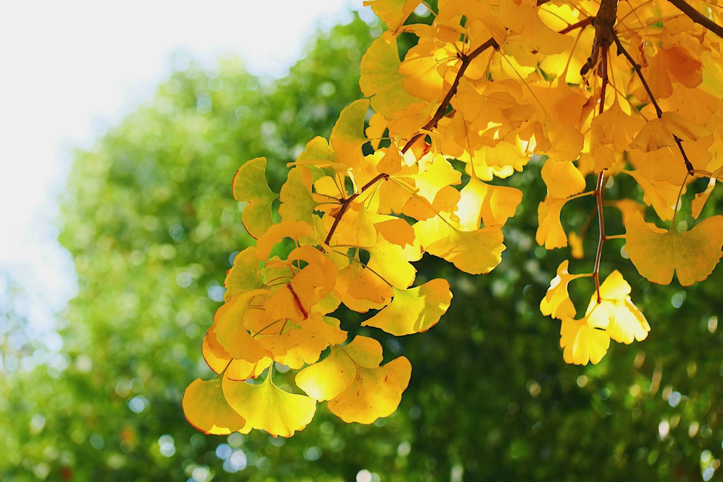 【深秋的银杏树摄影图片】西安汉阳陵生态摄影_太平洋电脑网摄影部落