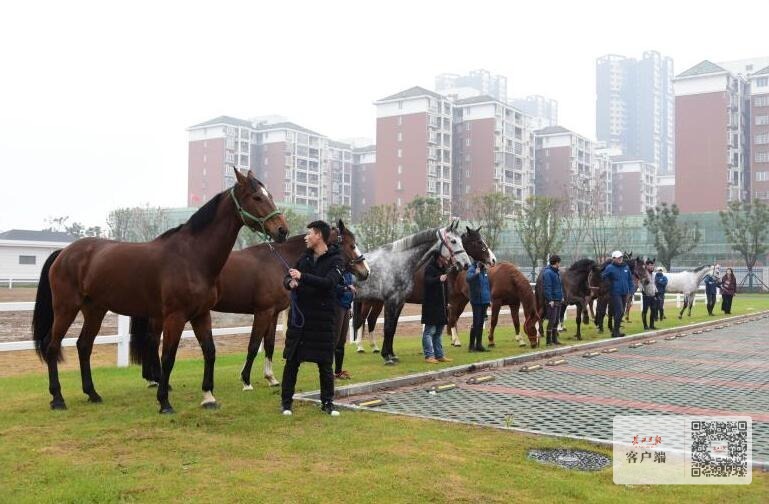 马厩区保洁细节被写进合同，驭马体育公园主赛场确保专业级