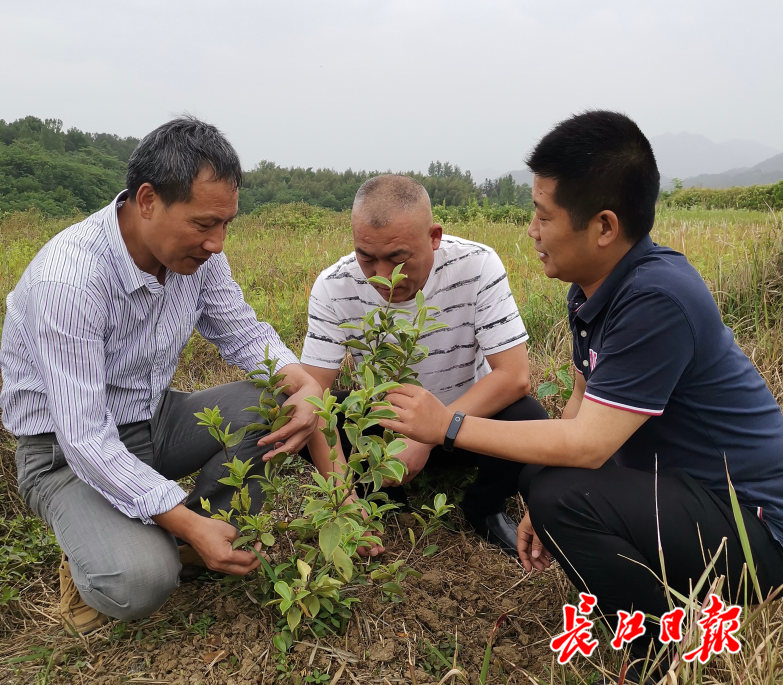 荒山坡上种起了油茶树，油茶成了村民脱贫致富的“摇钱树”