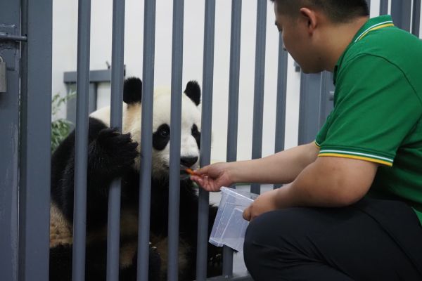 平安到新家的大熊猫姐妹花享用晚餐