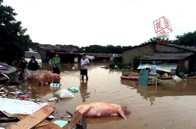 黄陂多家养猪场被淹 众人带猪游泳避难
