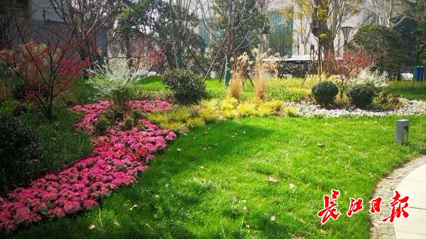 花草矮灌相依偎，武汉街头自然花境成潮流