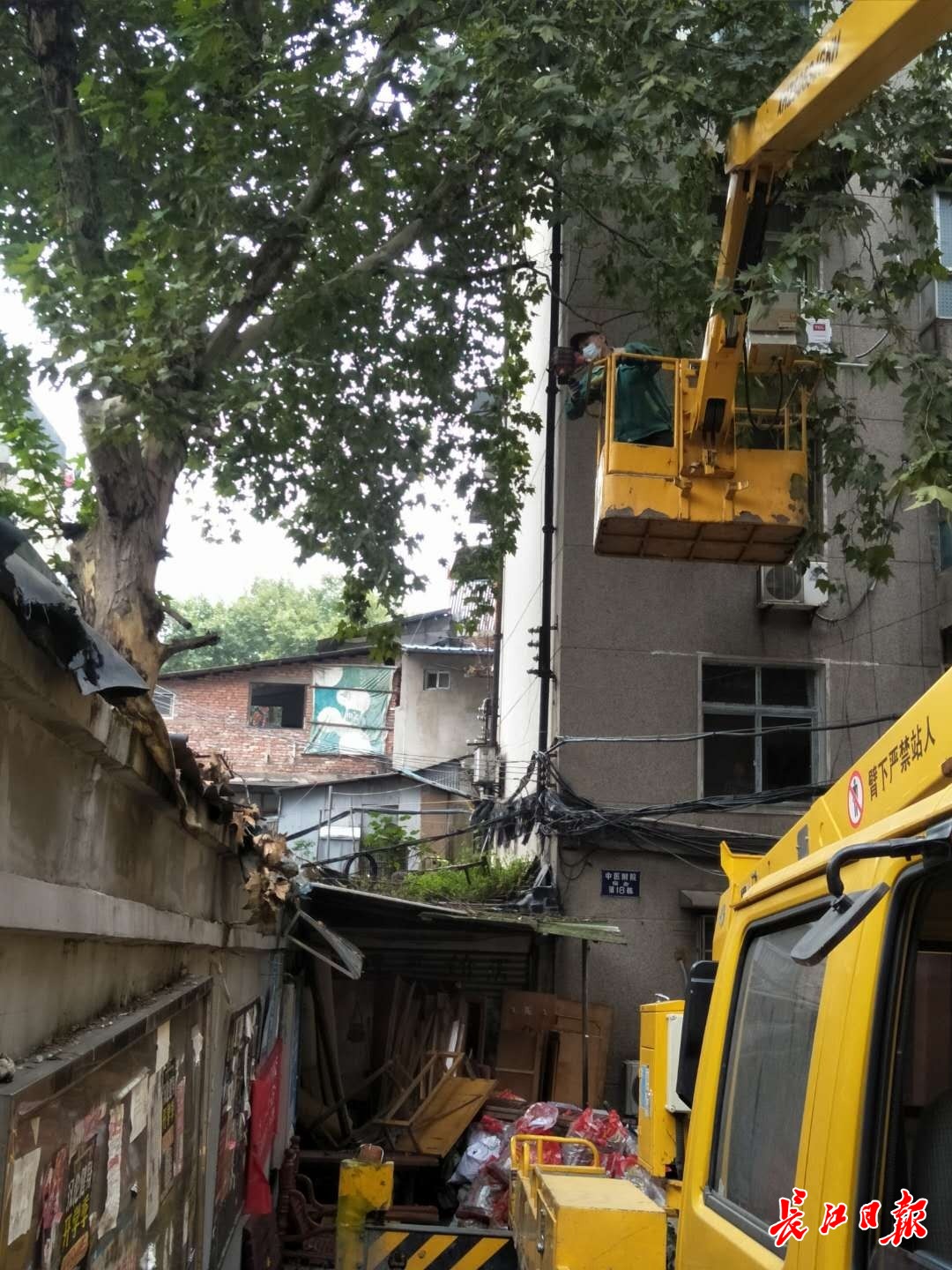 大树疯长给居民带来不便,多部门联动解决了