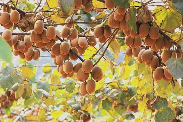 高维C新品种已问世，今年4种汉产猕猴桃新品种将上市