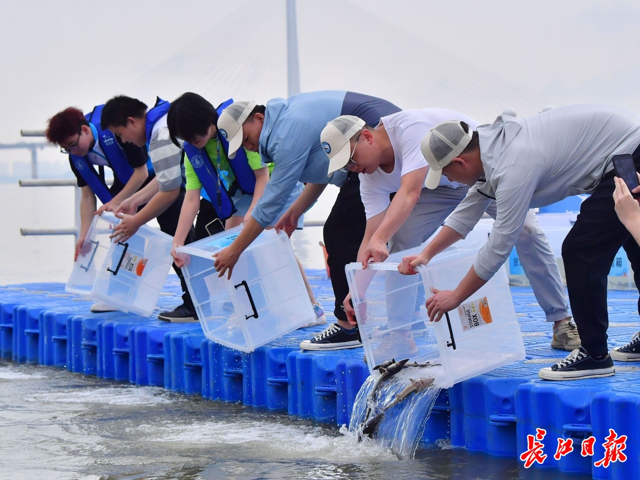 半岛·体育中国官方网站从高山到大海长江五城首次同步放流珍稀江鱼(图1)