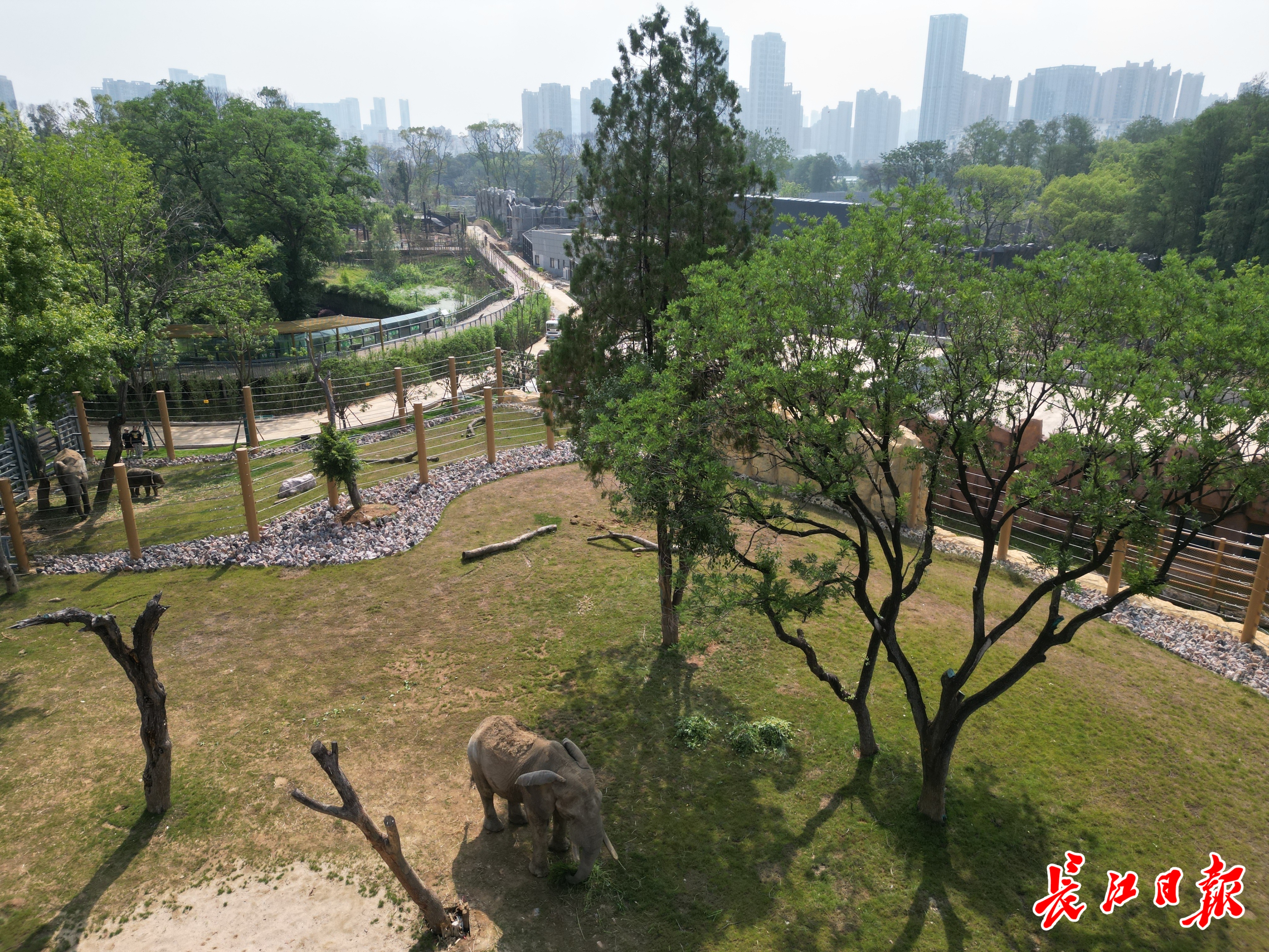 辣评|非洲象一家三口入住武汉动物园新家，一岁象宝宝请你来起名