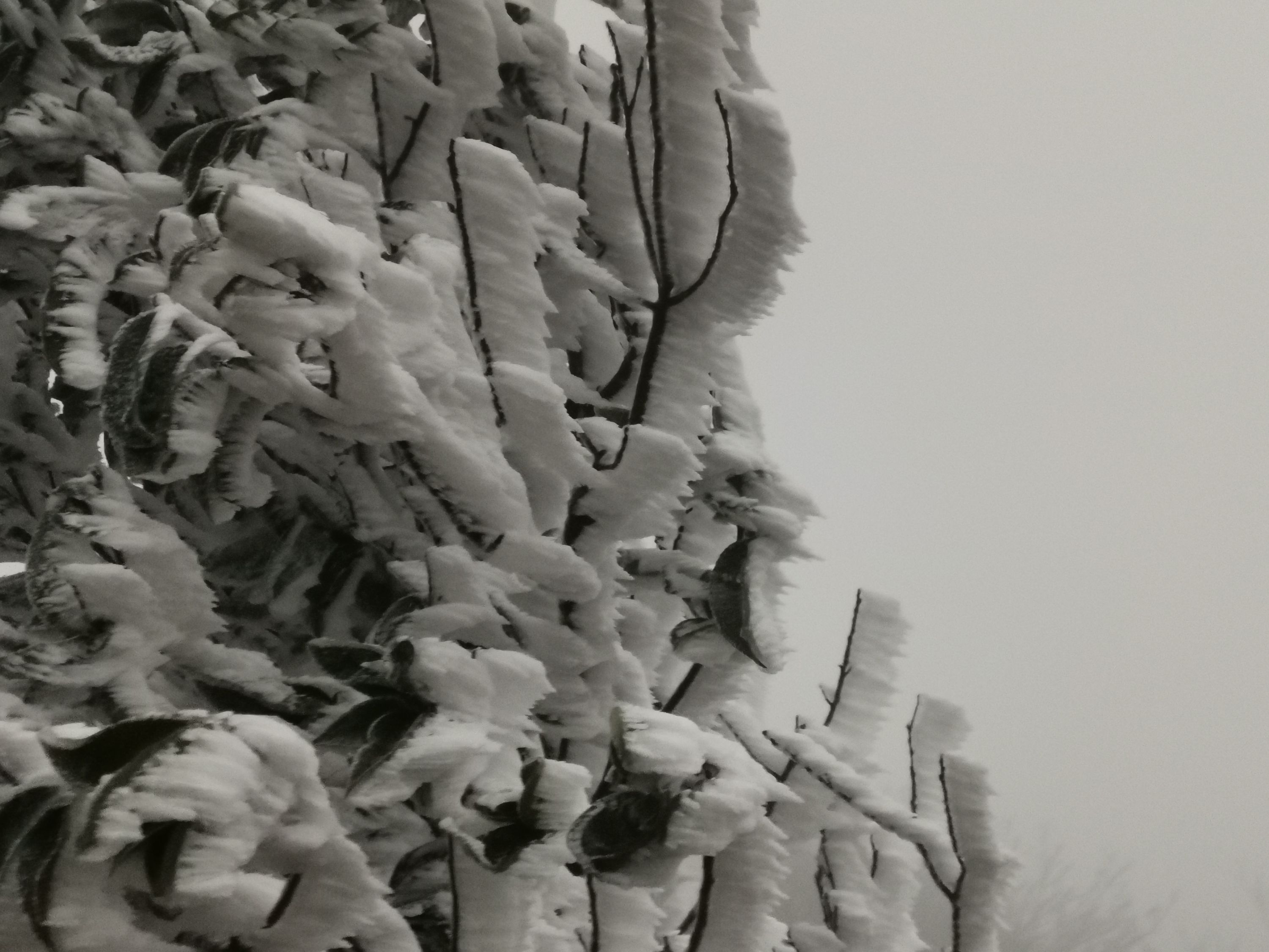 人民网评:今日 黄陂清凉寨迎初雪