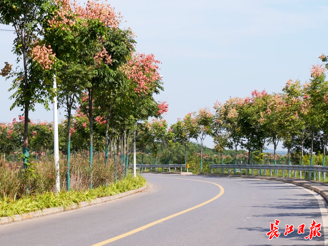 当前头条：武汉这处“生态后院”堪称绝美 一条最美乡路串起湖山林田