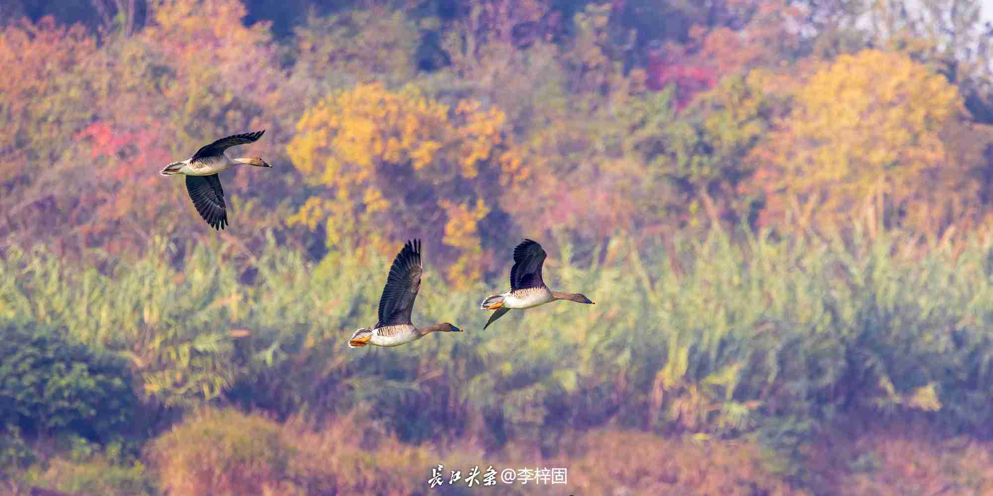 全球速看：冬日府河色彩缤纷风景如画 东西湖“冬游”好去处