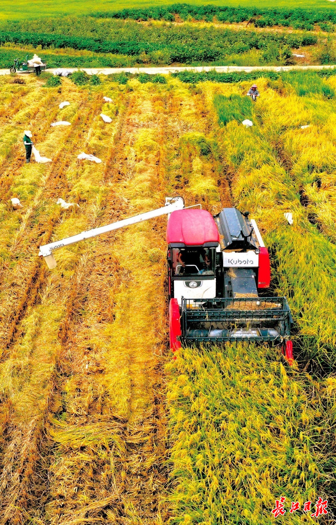 开元体育·(中国)官方网站夯实根基！武汉担好现代都市农业“金扁担”(图2)