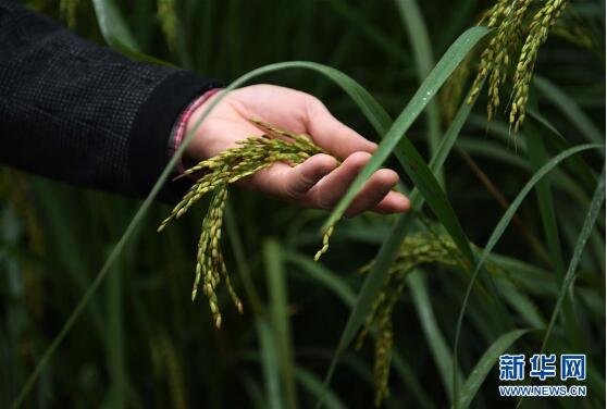 中科院推出高产水稻