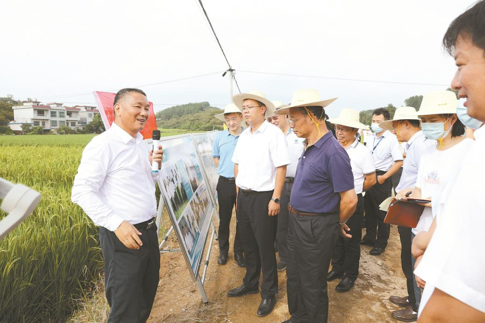 深耕红莲稻海守护大国粮仓——朱仁山团队以大别山精神铸就粮食安全“中国芯”