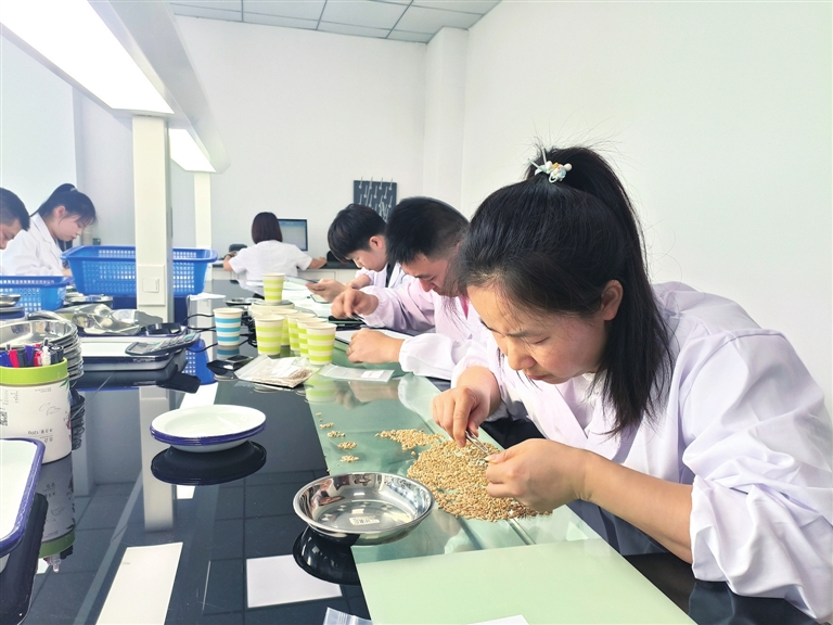 掌握收获粮食整体质量情况 全省509批次小麦样品来宜“体检”