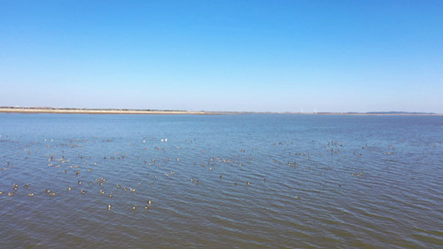 我市多部门联动开展黄盖湖湿地保护区候鸟禽流感监测
