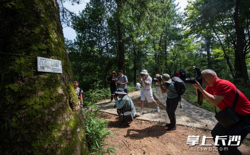 摄影师们正在小河乡皇碑村十八罗汉松群创作。长沙晚报全媒体记者 邹麟摄