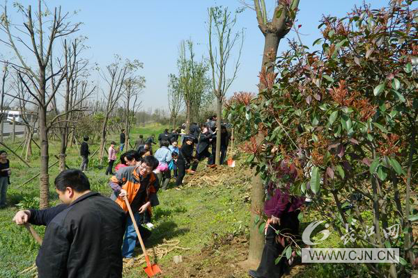 武汉市卫生局60余人张公堤森林公园植树