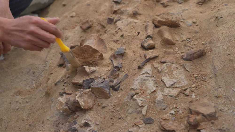 内蒙古发现的这条“龙”，约有1.25亿岁