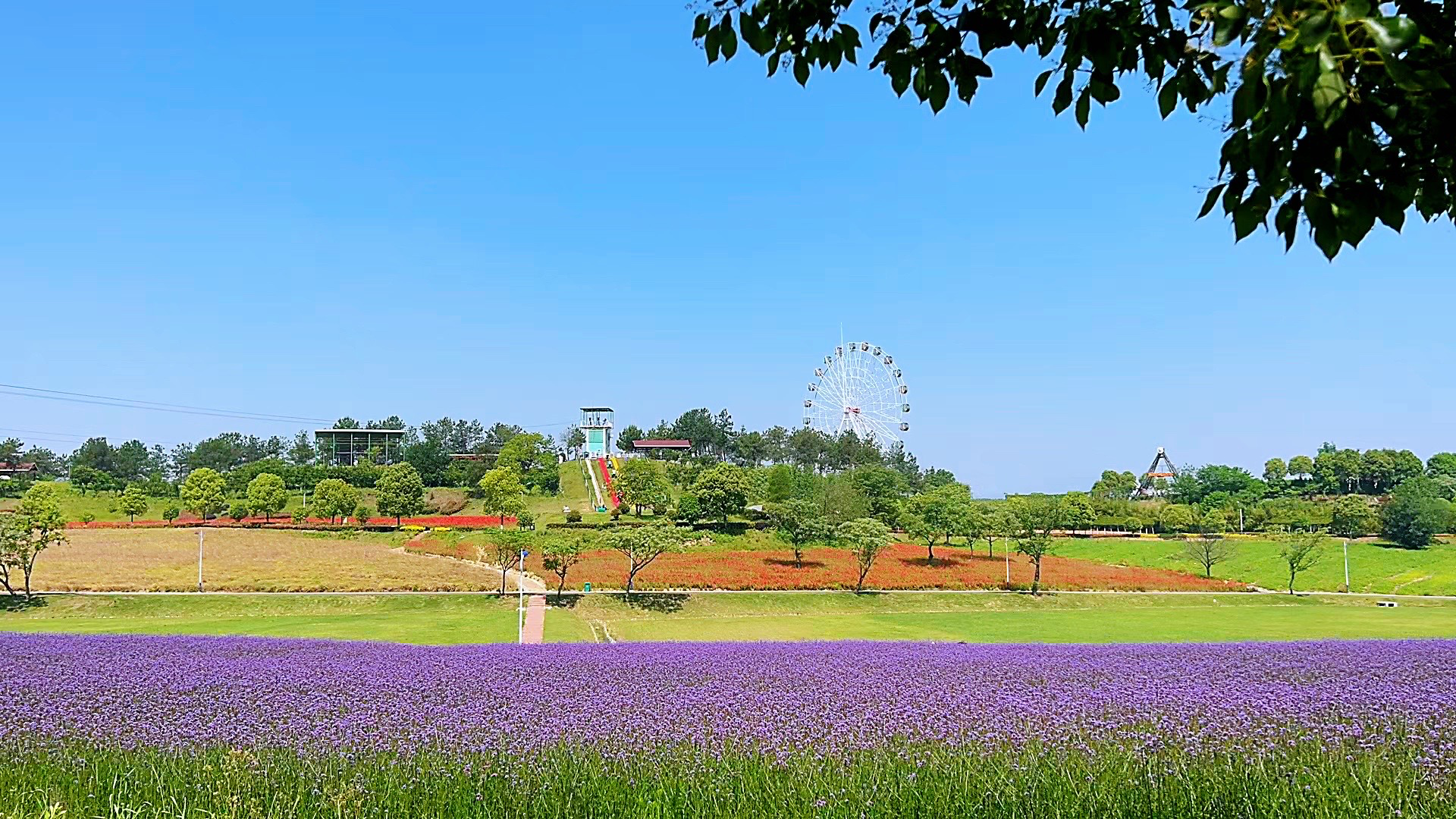 黄陂花木兰图片