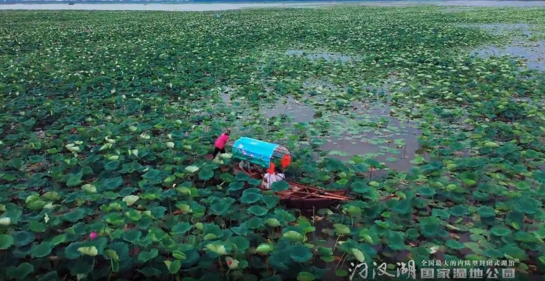 汈汊湖湿地公园图片