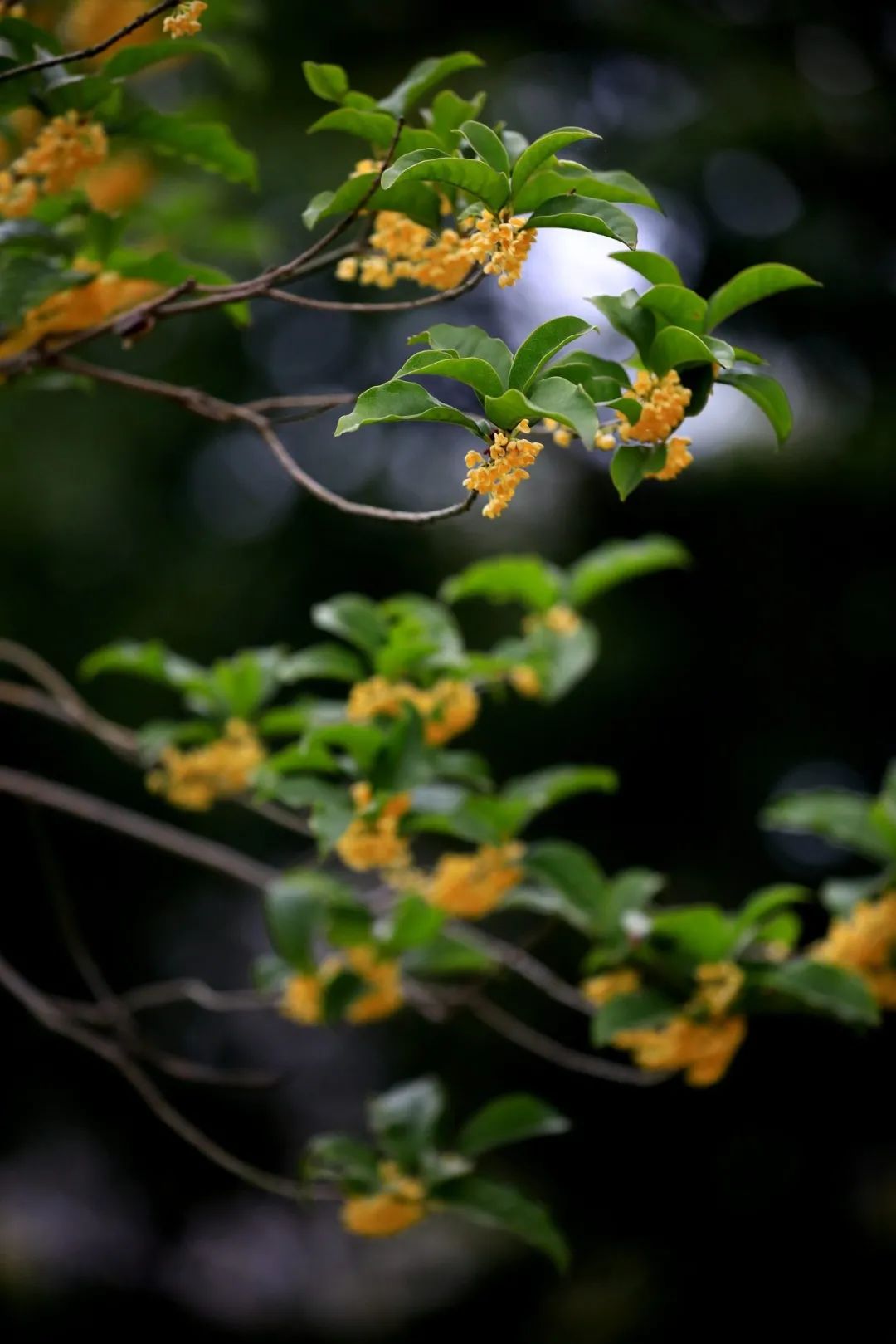 唯美桂花美图图片