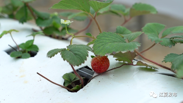种植科技化 江夏种出“空中”草莓