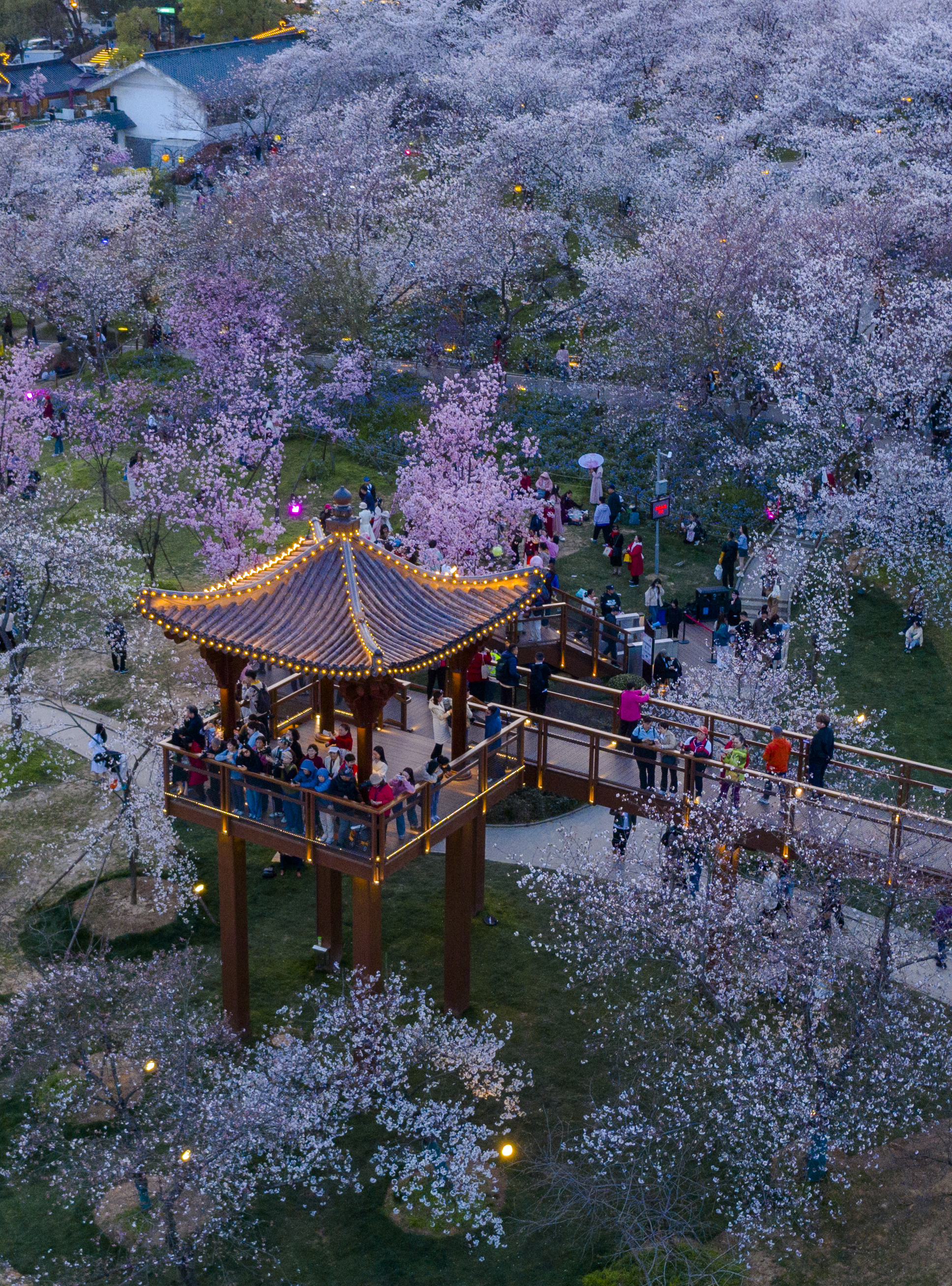 浈江樱花公园图片