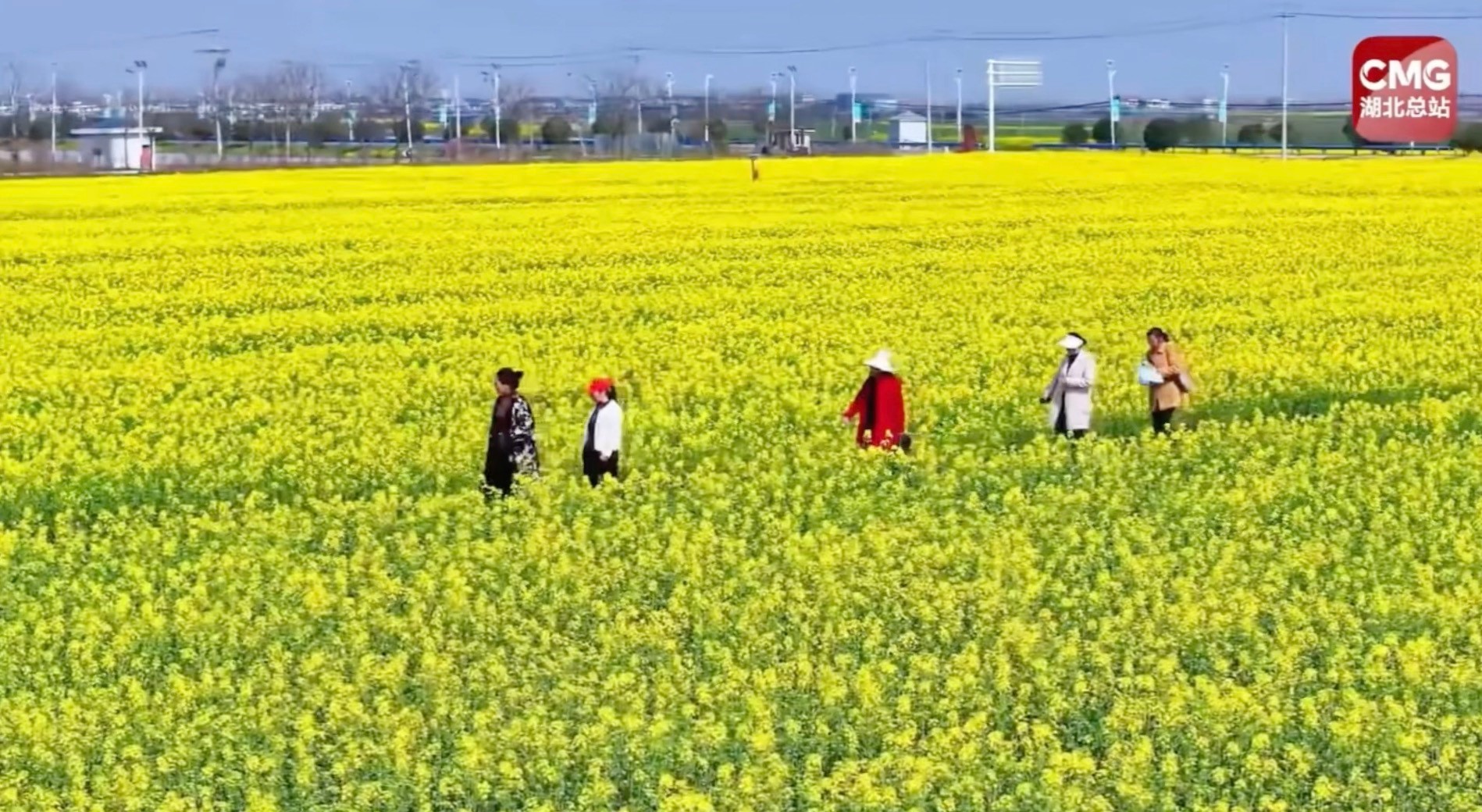 央视推介蔡甸来看多巴胺油菜花田知音故里美如画卷