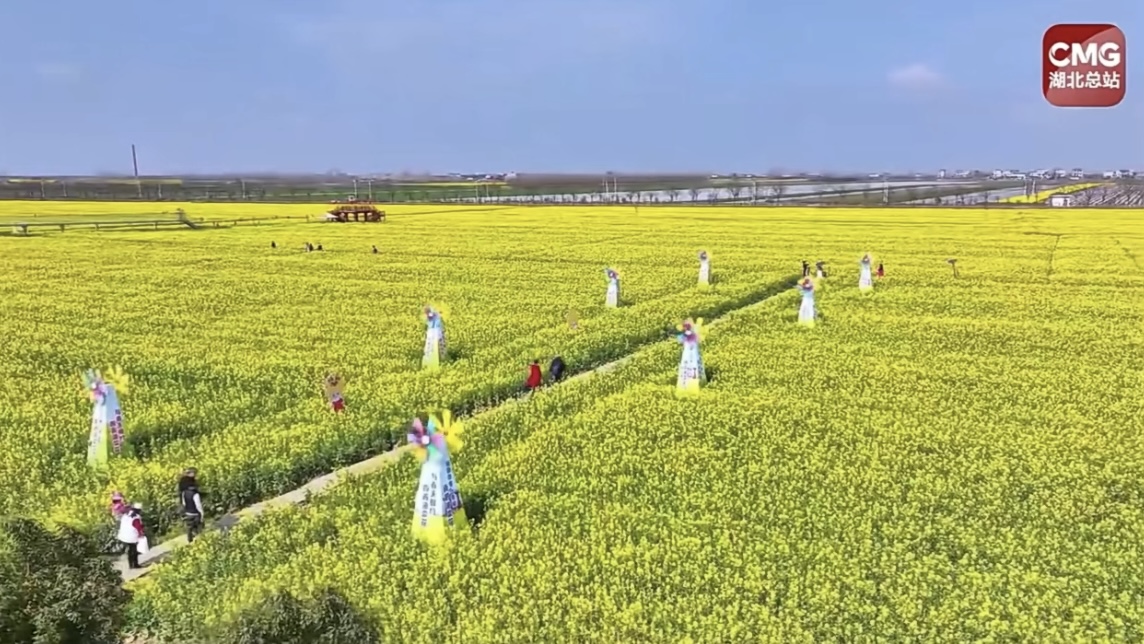 央视推介蔡甸来看多巴胺油菜花田知音故里美如画卷