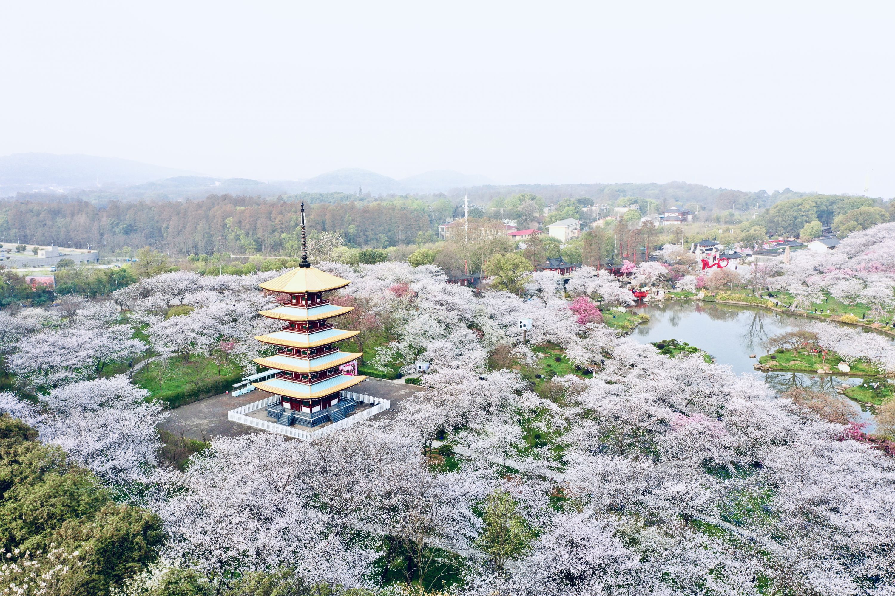 武汉樱花美图图片