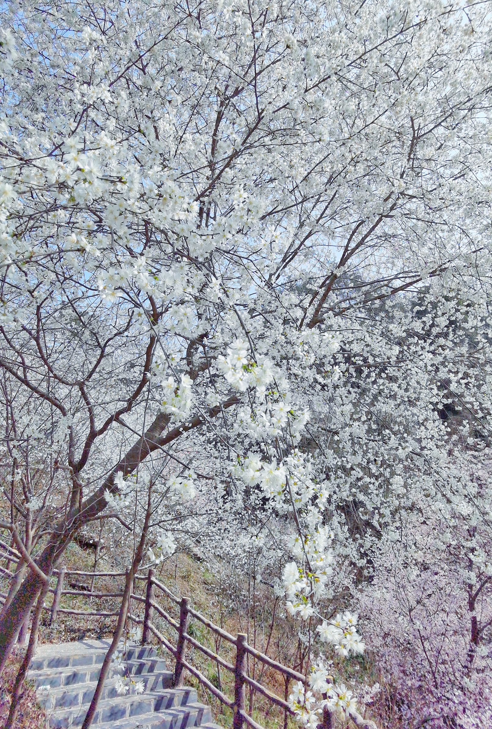 清凉寨早樱进入盛花期,你可以这样花式赏樱