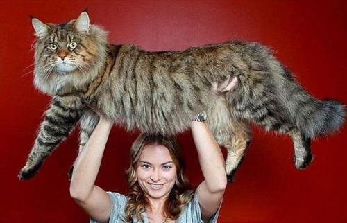 巨型猫网上走红体重逾15公斤体长逾1米