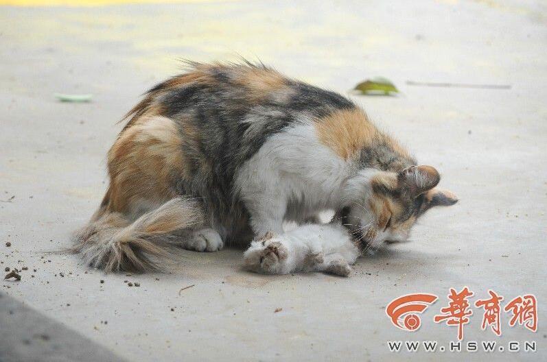 小区里流浪猫崽惨遭斩首 猫妈妈舔着尸体哀鸣