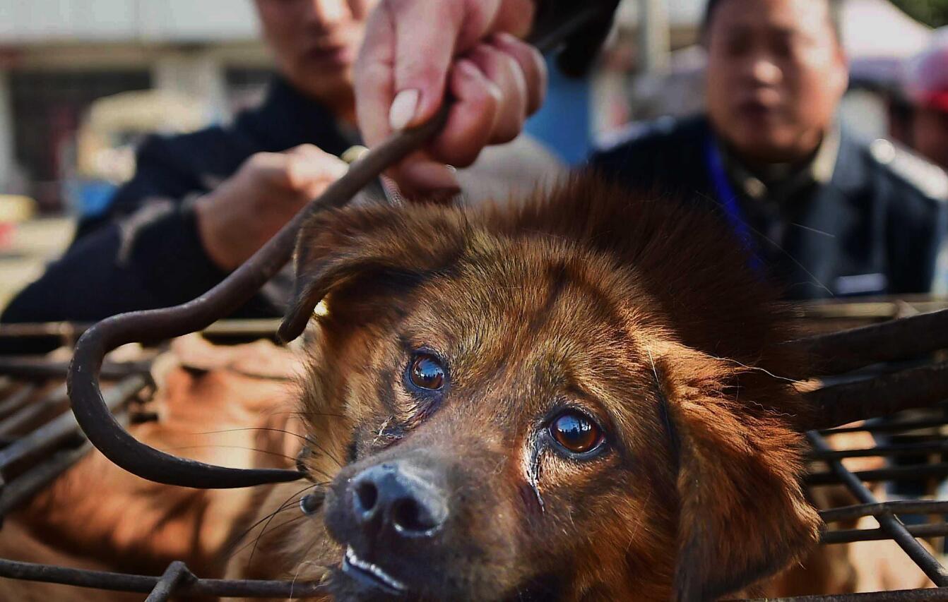 惨不忍睹男子当街杀狗小狗面对利器泪流满面