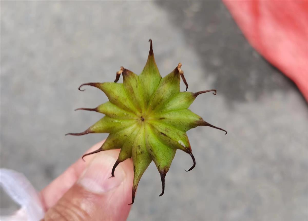 莽草植物图片