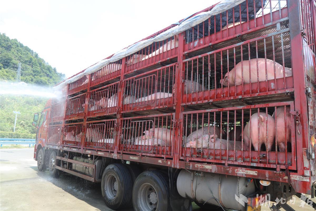 货车司机求助120头生猪中暑咸宁消防送水降温