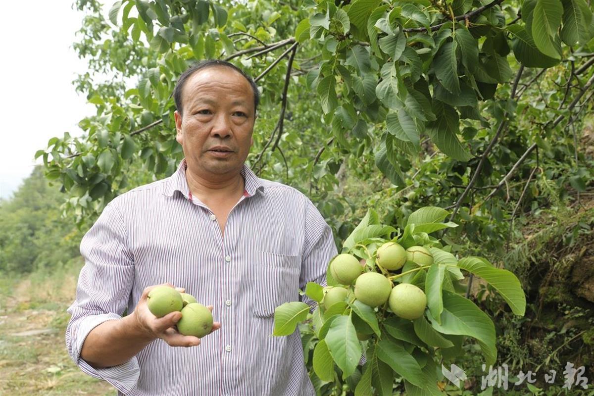 竹山縣蛟龍村鄉村振興有硬核力量