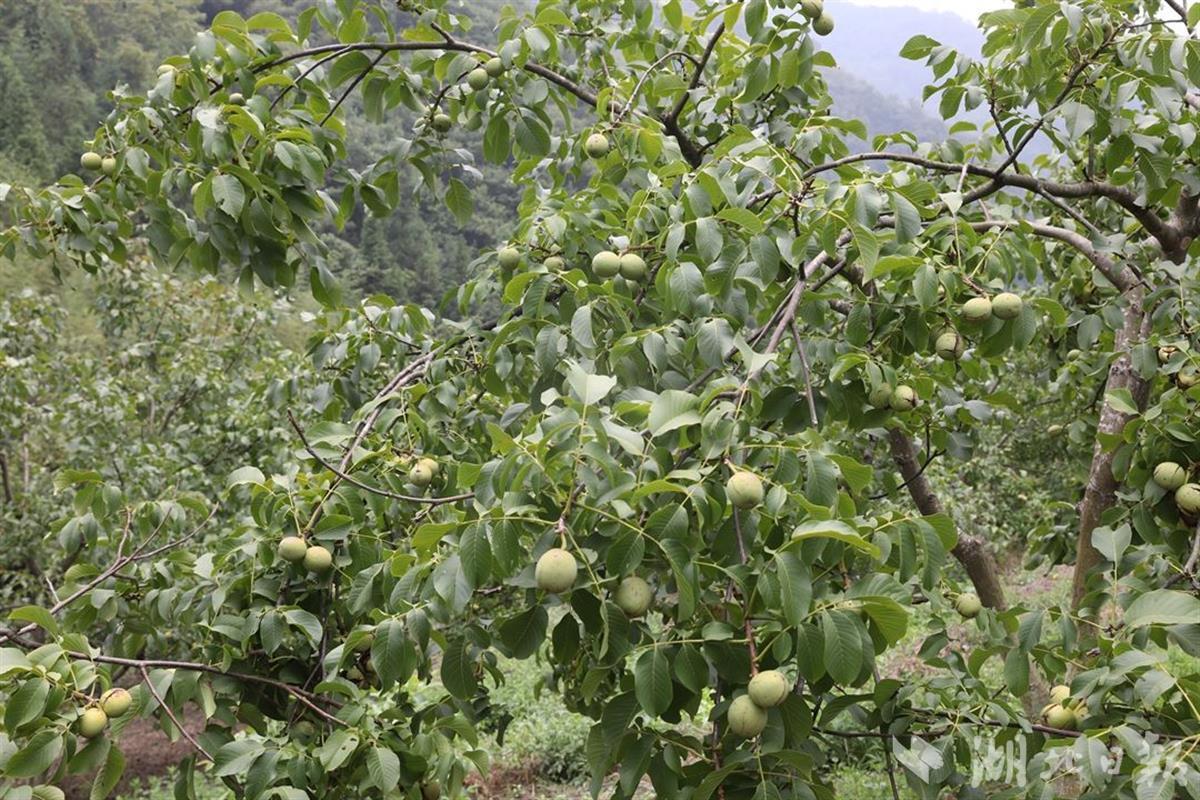 竹山縣蛟龍村鄉村振興有硬核力量