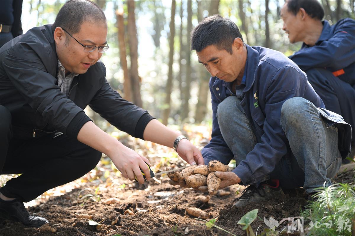 五峰新菌材天麻为土家山寨打开致富新路_社会_新闻中心_长江网_cjn.cn